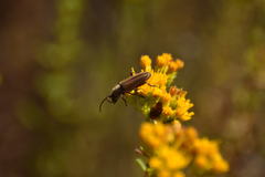 Crossidius testaceus