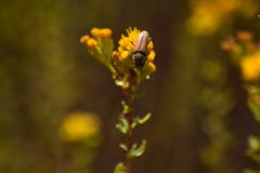 Crossidius testaceus