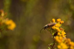 Crossidius testaceus