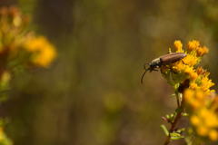 Crossidius testaceus