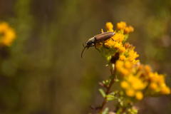 Crossidius testaceus