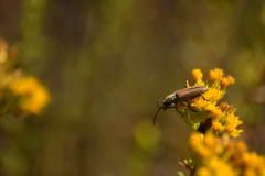 Crossidius testaceus