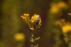 Crossidius testaceus