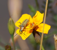 Chauliognathus hieroglyphicus