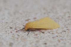 Pareuchaetes insulata