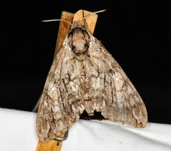 Ceratomia undulosa