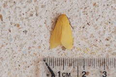 Pareuchaetes insulata