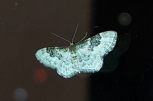 Photo of Least Carpet (Idaea rusticata)
