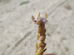 Portulaca californica