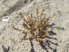 Portulaca californica