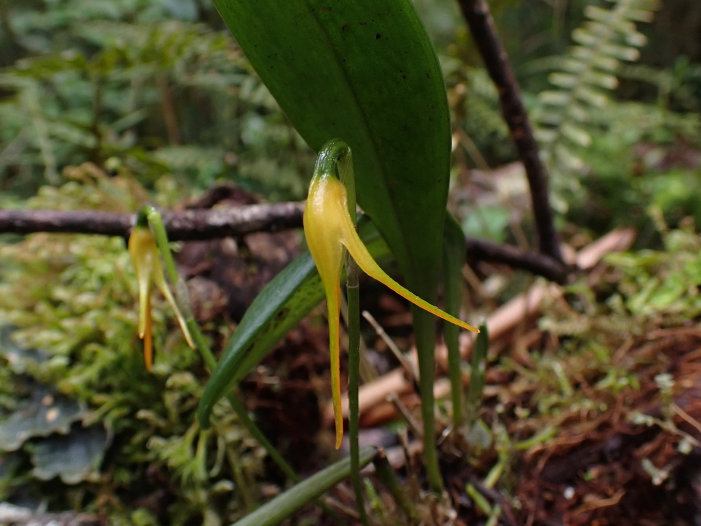 Masdevallia walteri