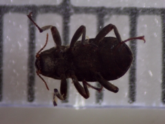 Stenelmis fuscata