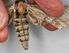 Ceratomia undulosa