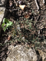Erigeron divaricatus