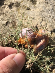 Erigeron divaricatus