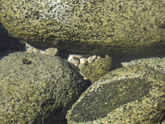 Abudefduf declivifrons