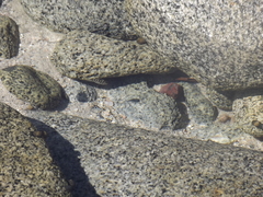 Abudefduf declivifrons