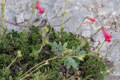 Penstemon baccharifolius