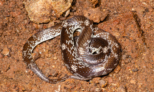 Barred Wolf Snake