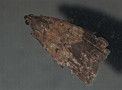 Hydrillodes funestalis