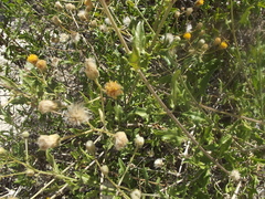 Bebbia atriplicifolia