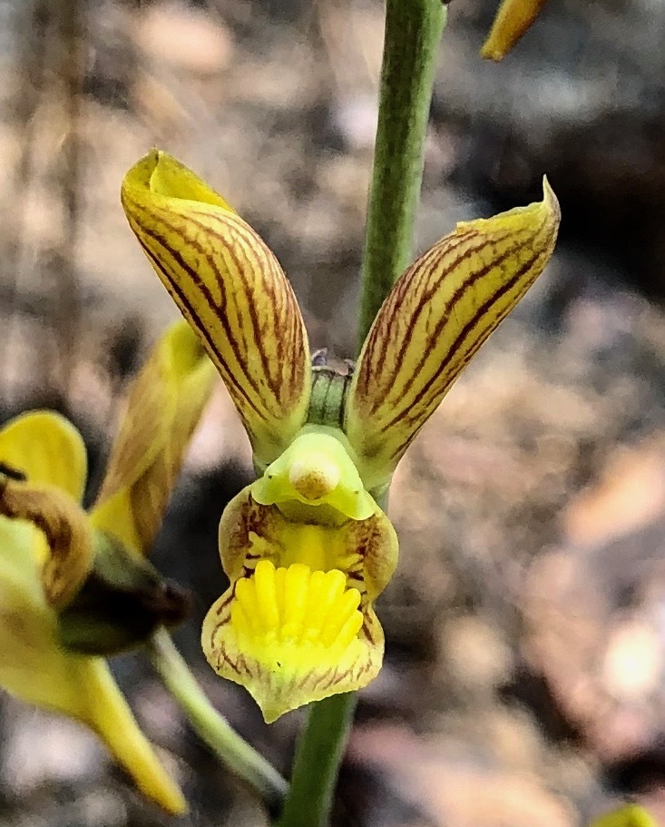 Eulophia orthoplectra