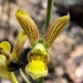 Eulophia orthoplectra - Photo (c) desertnaturalist, some rights reserved (CC BY), uploaded by desertnaturalist