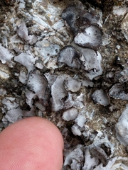 Dermatocarpon americanum