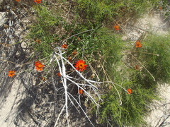 Adenophyllum speciosum