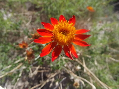Adenophyllum speciosum