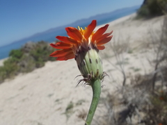 Adenophyllum speciosum