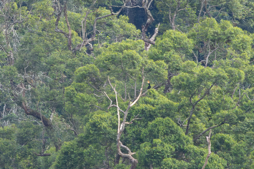 Calao rhinocéros (Buceros rhinoceros)