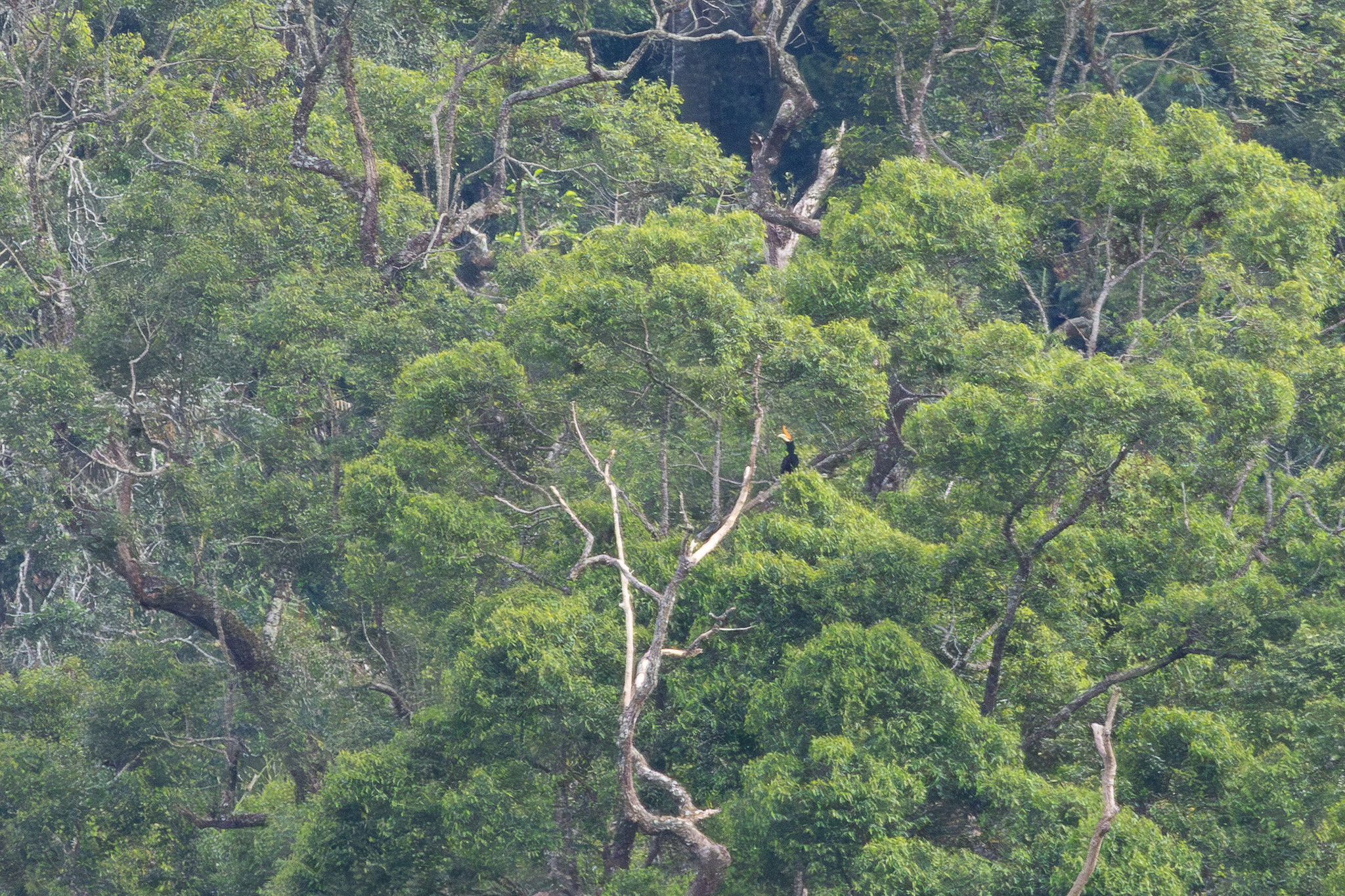 Rhinoceros Hornbill illustration