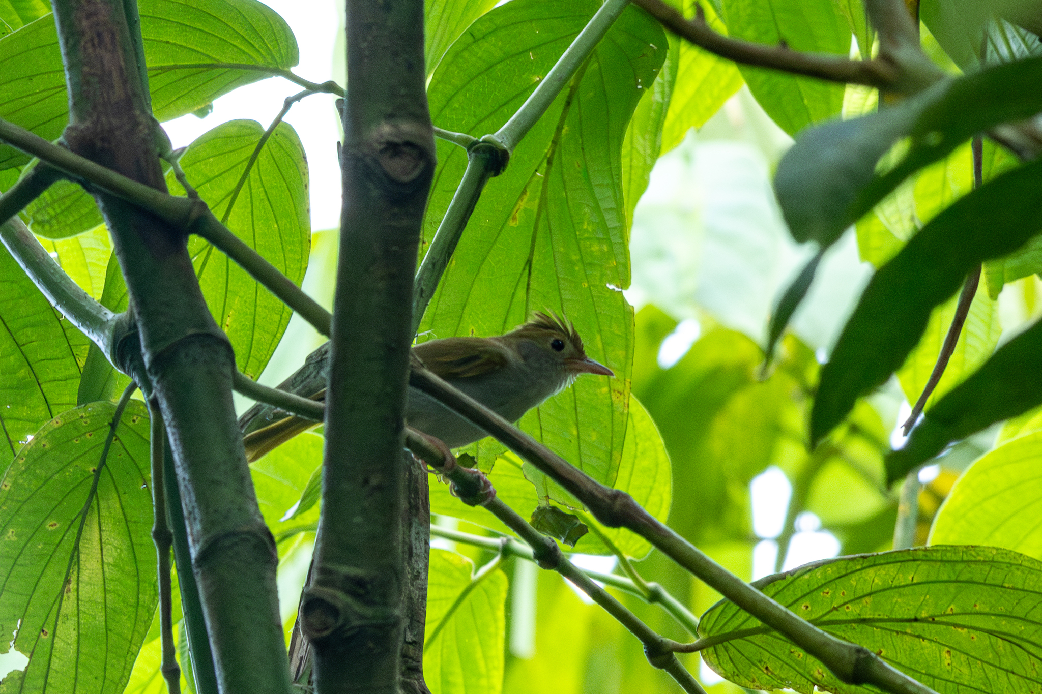 White-bellied Erpornis (Erpornis zantholeuca)
