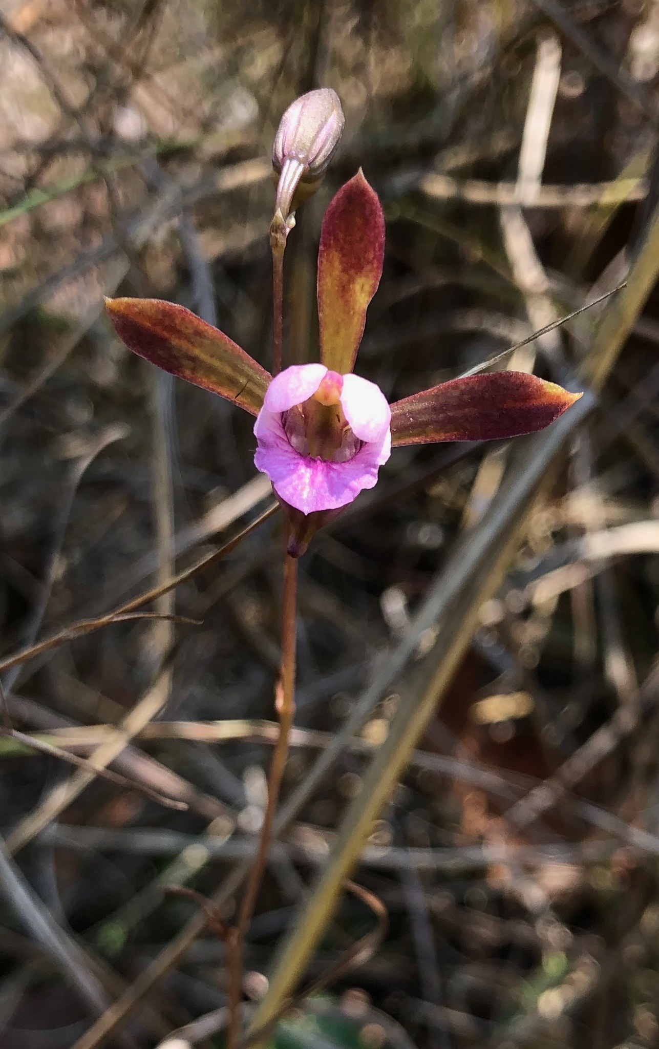 Eulophia katangensis