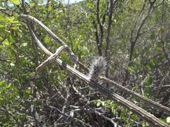 Peniocereus striatus