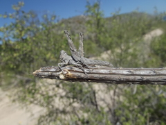 Teicophrys fusiformis