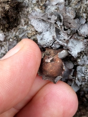 Dermatocarpon americanum