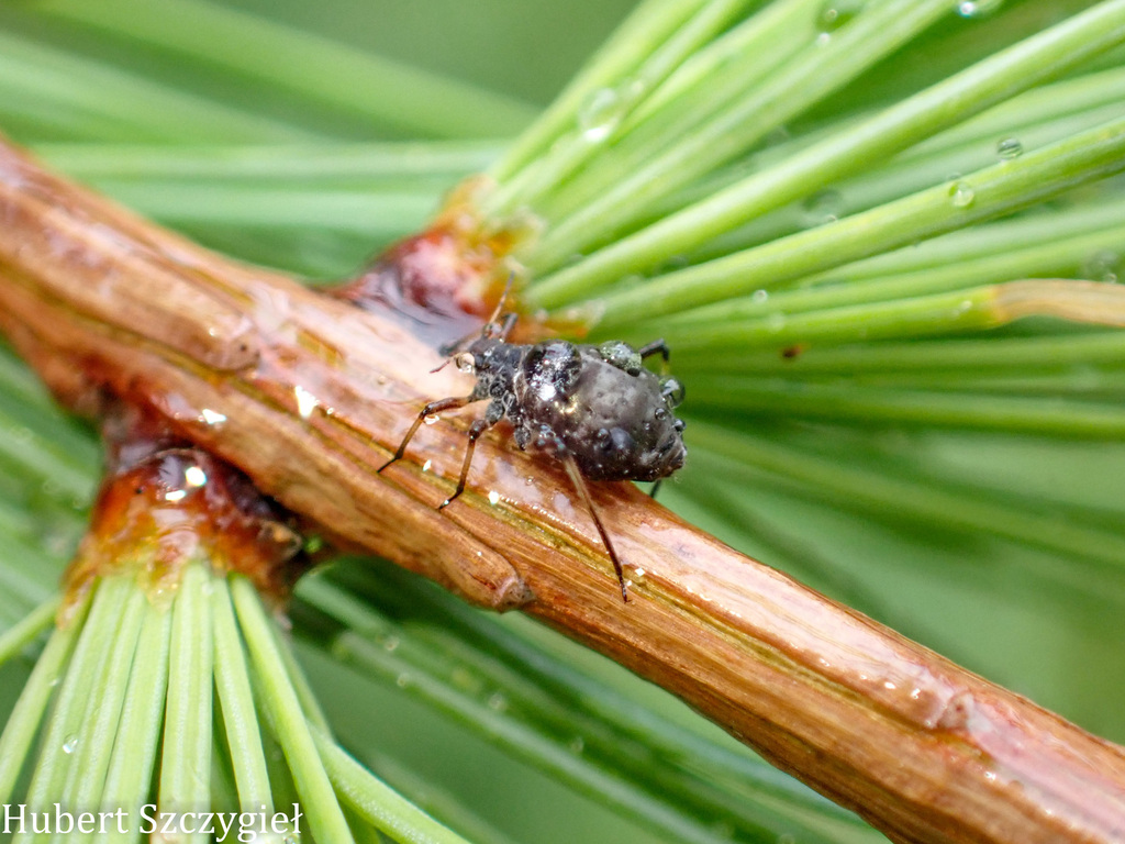 Black Larch Aphid