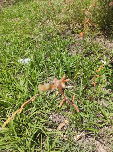 Foto de agave