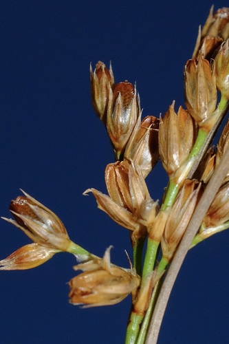Tuftedstem rush (Juncus brachyphyllus)