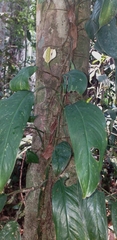 Monstera obliqua