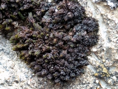 Orthotrichum kellmanii