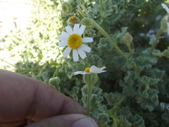 Perityle crassifolia