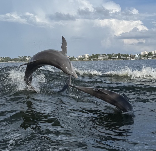 Common Bottlenose Dolphin photographed in Alabama