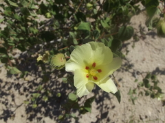 Gossypium davidsonii