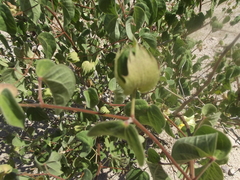 Gossypium davidsonii
