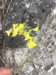 Linaria genistifolia