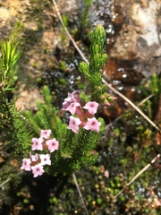 Erica walkeria