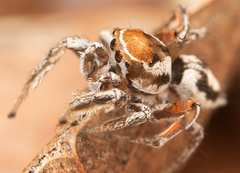 Habronattus clypeatus